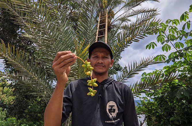 Kurma Muda Asli Ponorogo Bikin Rebutan Pejuang Garis Dua