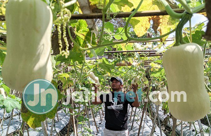 Berawal Diajak Orang, Petani di Ponorogo Sukses Kembangkan Buah Labu