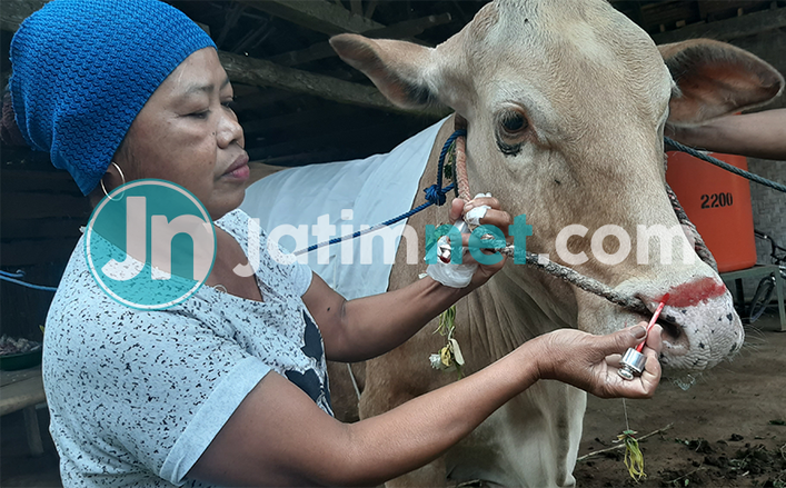 Hewan Kurban Di-makeup Sebelum Disembelih, Bikin Semangat Warga