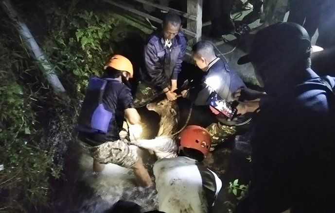 Diduga Kandang Tak Terawat dan Rusak, Tiga Rusa Dilindungi Kabur