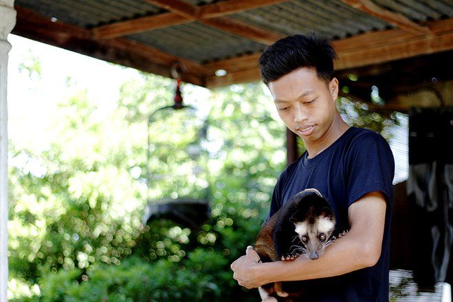 Gegara Pandemi, Pemuda di Situbondo Sukses Beternak Musang