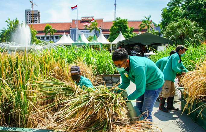 Halaman Balai Kota Surabaya Hasilkan Panen Padi 21 Kilogram