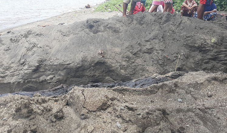Diduga Terseret Arus Bawah Selat Bali, Penyebab Orca Mati di Banyuwangi Akan Terungkap Dalam 2 Minggu