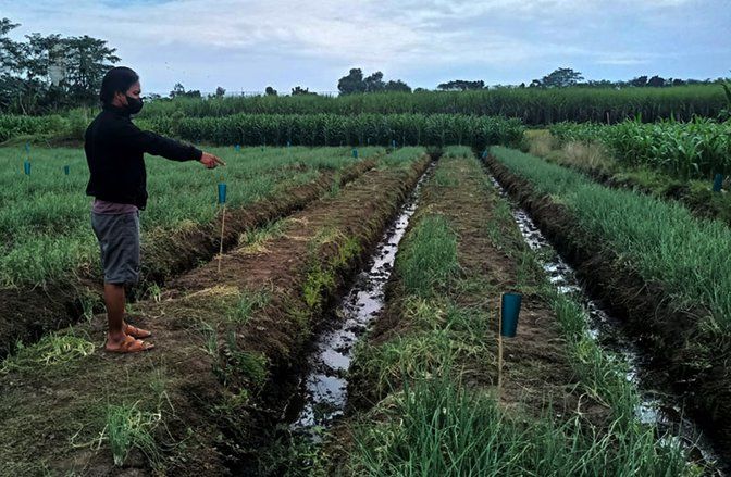 Awas, Aksi Pencurian Bawang Merah Marak di Probolinggo Bikin Petani Resah