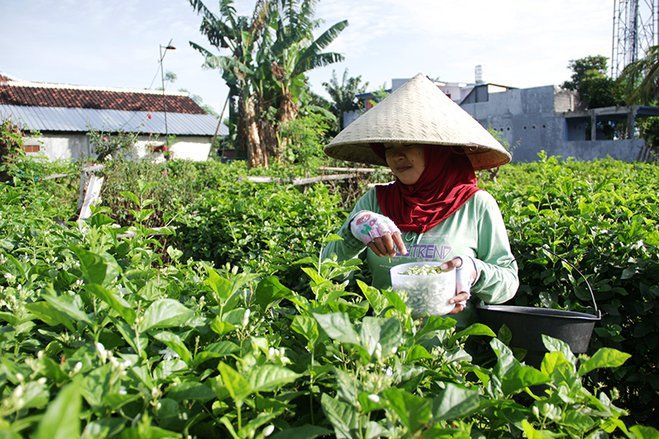 Melihat Lebih Dekat Warga Gang &ldquo;Mawar Melati&rdquo; Situbondo