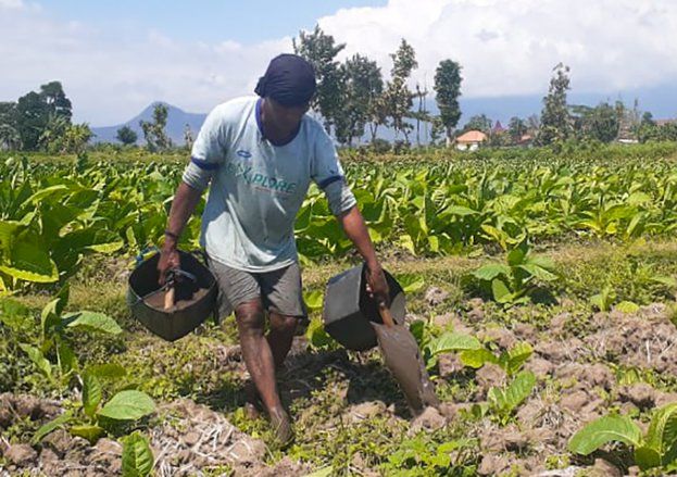 Petani Tembakau Probolinggo &quot;Menjerit&quot;&nbsp;Stok Pupuk Subsidi Sulit Dibeli