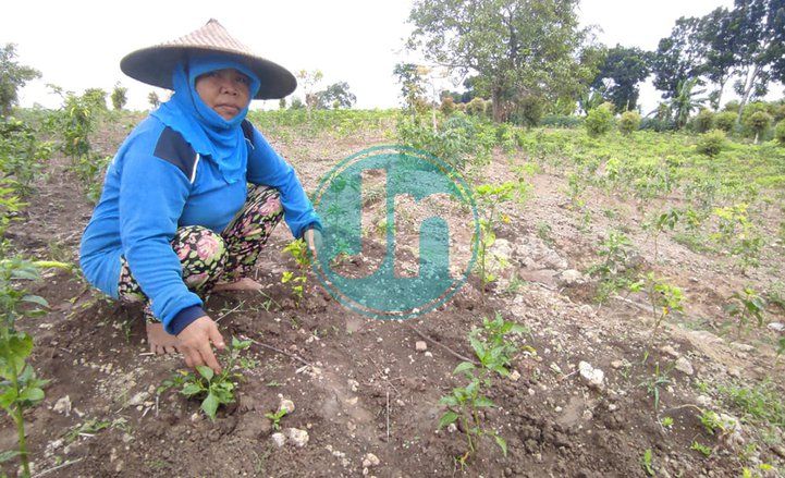 Harga Cabai Melambung, Ladang Sawah Petani di Mojokerto Diserang Tikus