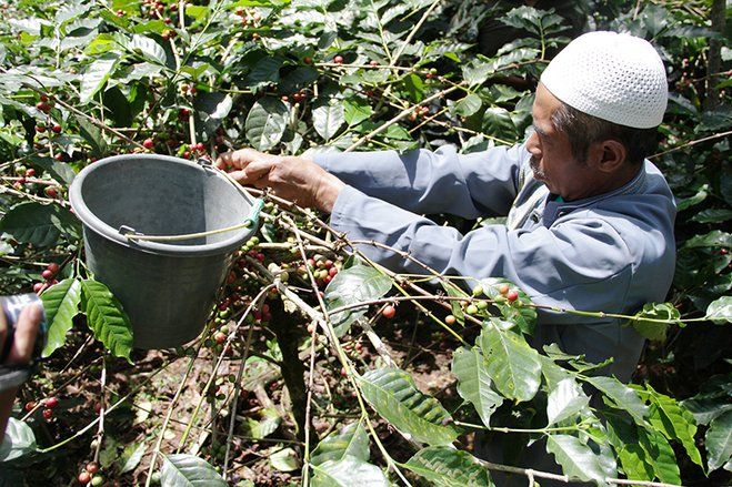 Petani Kopi Situbondo Gembira Pemkab Branding <em>Golden Wood Coffee </em>