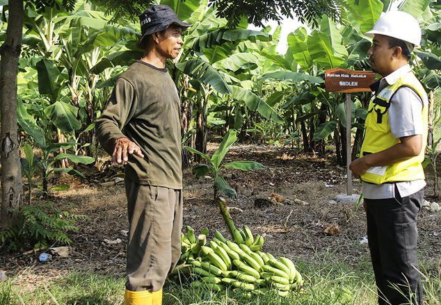 Lahan Pasca Tambang di Tuban Jadi Perkebunan Pisang Cavendish dan Ecopark