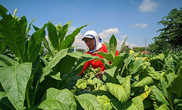 Hujan Datang, Petani Tembakau di Ponorogo Terancam Rugi
