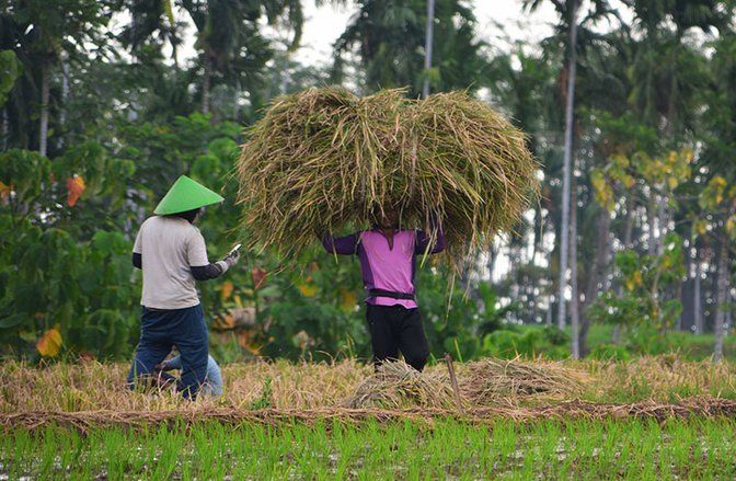 Asuransi Tani Padi Probolinggo Minim Peminat