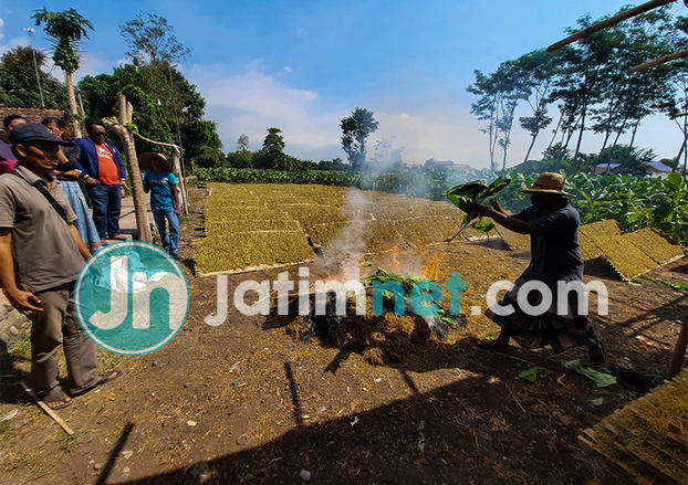 Kesal Tak Laku Dijual Petani Probolinggo Bakar Tanaman Tembakaunya