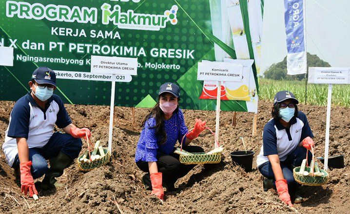 Program Makmur, Petrokimia Gresik Dorong&nbsp;Peningkatan Produktifitas Tanaman Tebu
