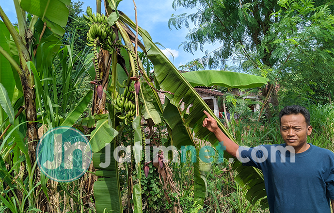 Viral, Satu Pohon Pisang di Ponorogo Memiliki Empat Tandan