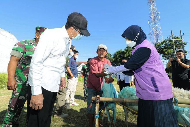 DKPP Kota Probolinggo Tinjau 41 Lapak Penjualan Ternak Kurban, Pastikan Bebas PMK