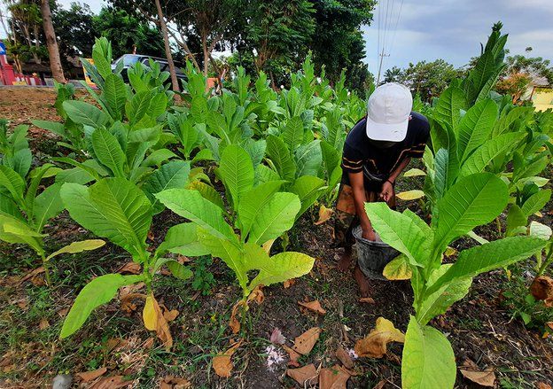 Petani Probolinggo Menjerit, Pupuk Subsidi Semakin Sulit Dicari