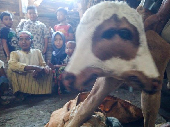  Anakan Sapi di Probolinggo Lahir Berkepala Dua