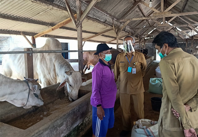 Iduladha, Sapi Ongole Bobot 1 Ton Milik Peternak Gresik Terjual ke Presiden Jokowi