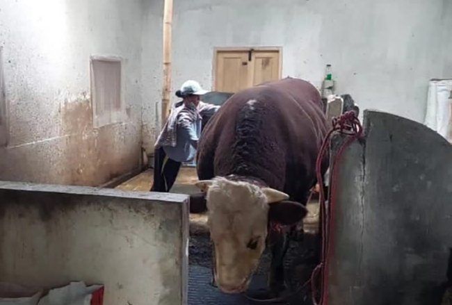 Sapi Milik Warga Lereng Bromo Dibeli Presiden Jokowi Buat Kurban Iduladha
