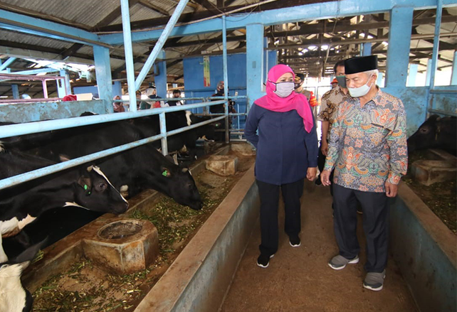 Pandemi Covid-19, Penjualan Susu Sapi Perah ke Industri Turun 7,6 Persen