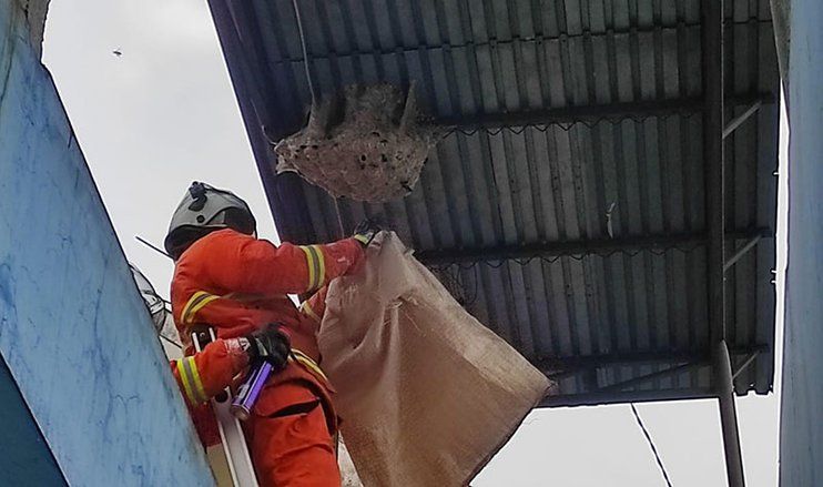 Memasuki Masa Kembang Biak, BPBD Dapat Tambahan Tugas untuk Sarang Tawon Ndan