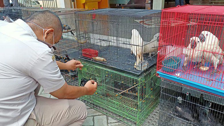 Penyelundupan 633 Satwa Diamankan Petugas Pelabuhan Tanjung Perak Surabaya