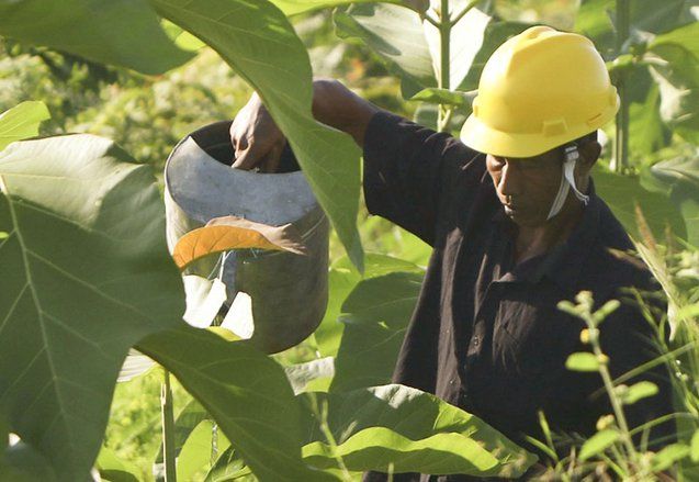 SIG Kembalikan Lahan Pascatambang Batu Kapur Berfungsi Jadi Hutan Kembali