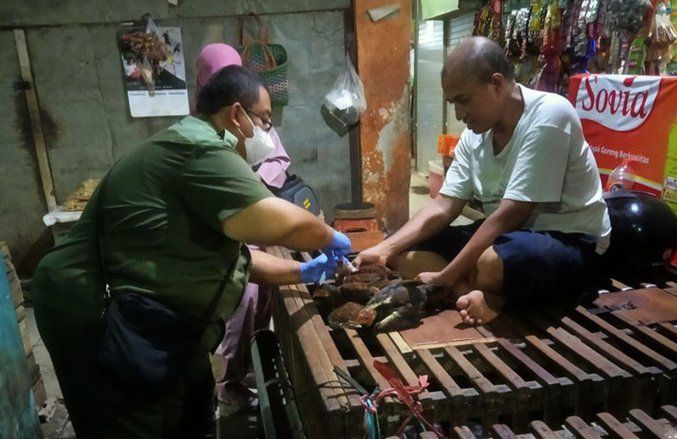 Antisipasi Flu Burung, DKPP Surabaya Ambil Sampel Unggas di Pasar