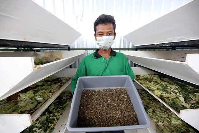 Lahan BTKD Tambak Wedi Dimanfaatkan untuk Urban Farming