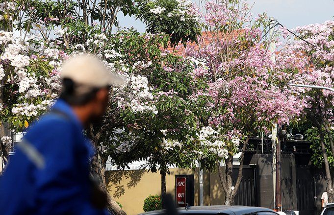 Tabebuya Kembali Mekar di Surabaya Menambah Eksotisme Kota Pahlawan
