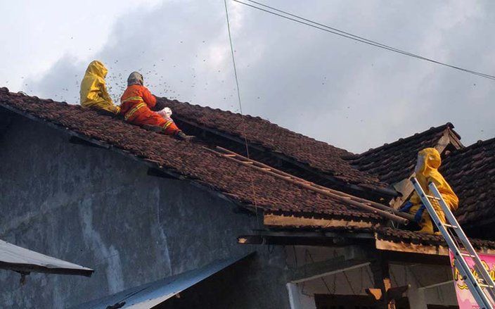 Sengat Warga, Damkar Evakuasi Tiga Sarang Tawon Vespa di Satu Dusun