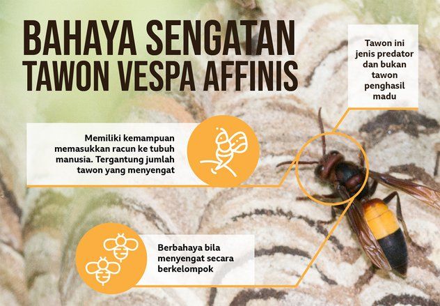 Di Jember Diamankan, di Mojokerto Petugas Damkar Disengat Tawon Ndas