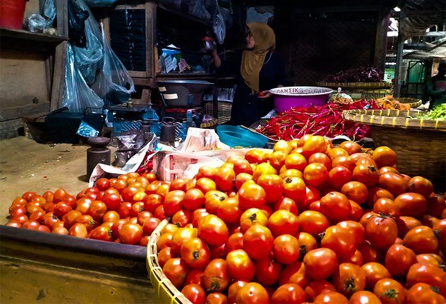 Harga Tomat Terjun Bebas Capai Rp 700 per-Kilo