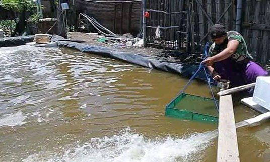 Korban PHK di Tengah Pandemi, Pria di Probolinggo Malah Jadi Juragan Tambak Udang