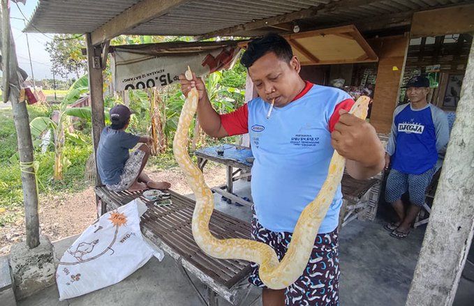 Temuan Ular Sanca Albino di Makam Gegerkan Warga, BKSDA: Jangan Dilepaskan