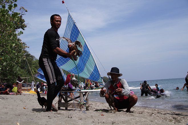 Keunikan Lomba Ayam Sap-sap Jadi Tontonan Pengunjung Objek Wisata Pasir Putih Situbondo