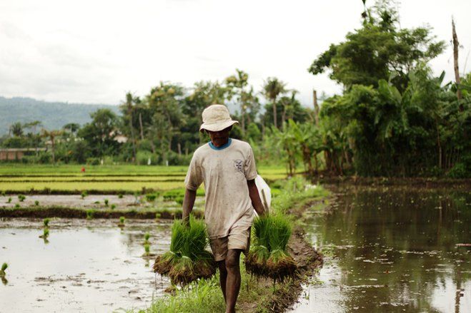 Ketahanan Pangan di tengah Pandemi