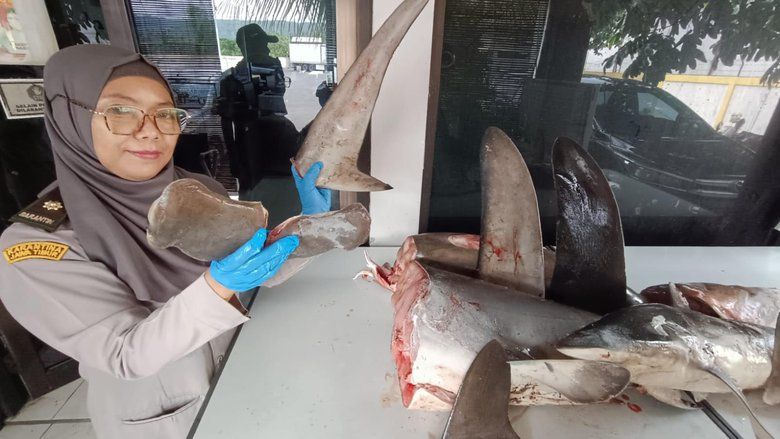 Penyelundupan 120 Kg Hiu Segar Digagalkan di Pelabuhan Ketapang