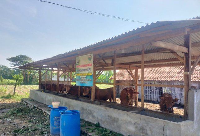 Program Penggemukan Sapi oleh BUMDes Tambaan Sampang Disorot