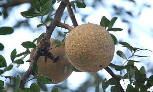 Buah Kawis, Pemanis Alami yang Kaya Nutrisi