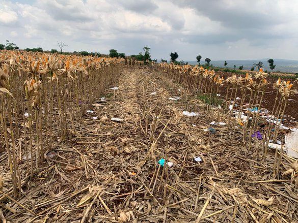 Panen Raya Jagung Presiden di Tuban: Ditanam dan Dirawat Petani, yang Dapat Penghargaan Polri 