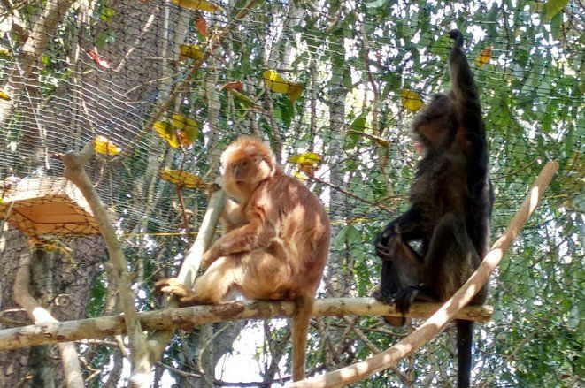 Populasi Lutung Jawa di Malang Selatan Meningkat