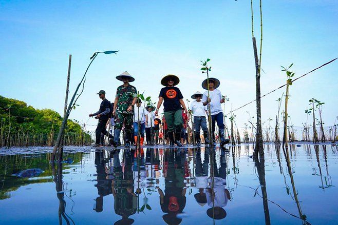 Tanam 16 Ribu Mangrove di Kawasan Konservasi Taman Nasional Baluran