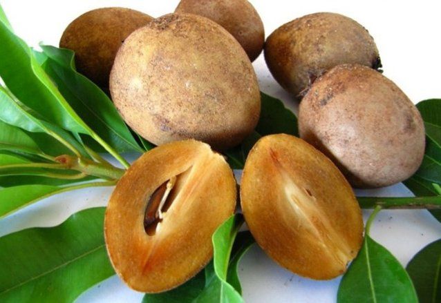 Memiliki Beragam Nutrisi, Buah Sawo Baik Untuk Kesehatan dan Kecantikan