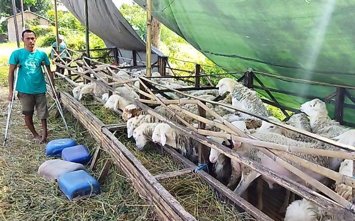 Pedagang Hewan Kurban Probolinggo Kehilangan Puluhan Pelanggan, Saat PPKM Darurat