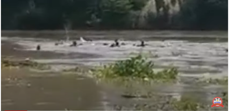 Perahu Penyeberangan di Sungai Bengawan Solo Terbalik