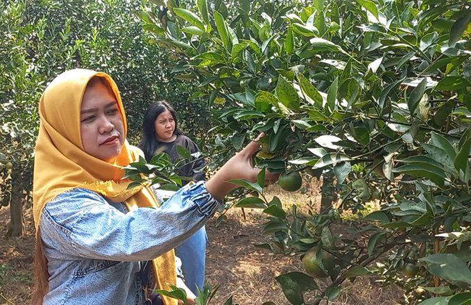 Di Balik Wisata Petik Jeruk di Mojokerto, Pengunjung Bebas Memetik dan Makan Jeruk Sepuasnya