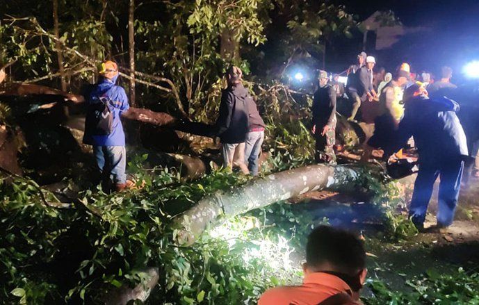 Hujan Disertai Angin Kencang, Pohon Sono di Jalur Cangar-Pacet Tumbang, Satu Pengemudi Tewas