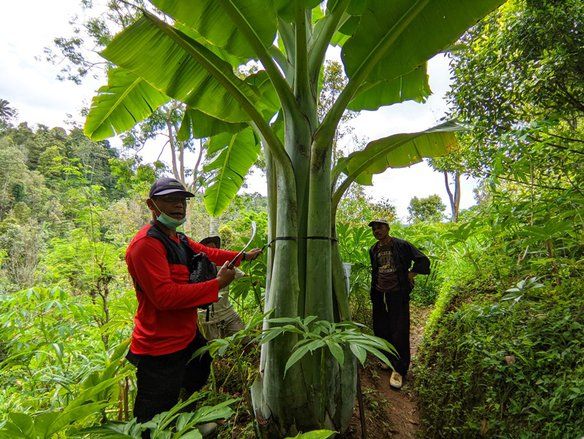 Pisang Raksasa di Ponorogo Sama dengan di Papua, Tak Bisa Dikonsumsi