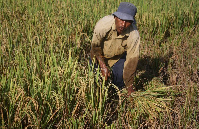 Boyolali Kembangkan Padi Gogo Lahan Tadah Hujan